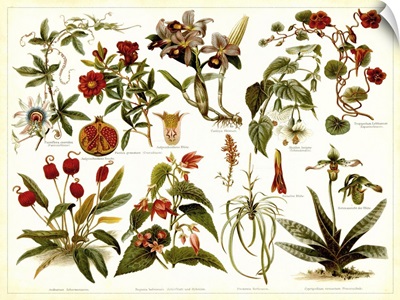 Tropical Botany Chart II