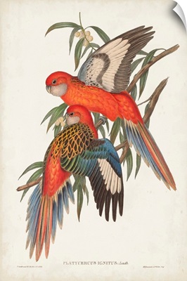 Tropical Parrots I