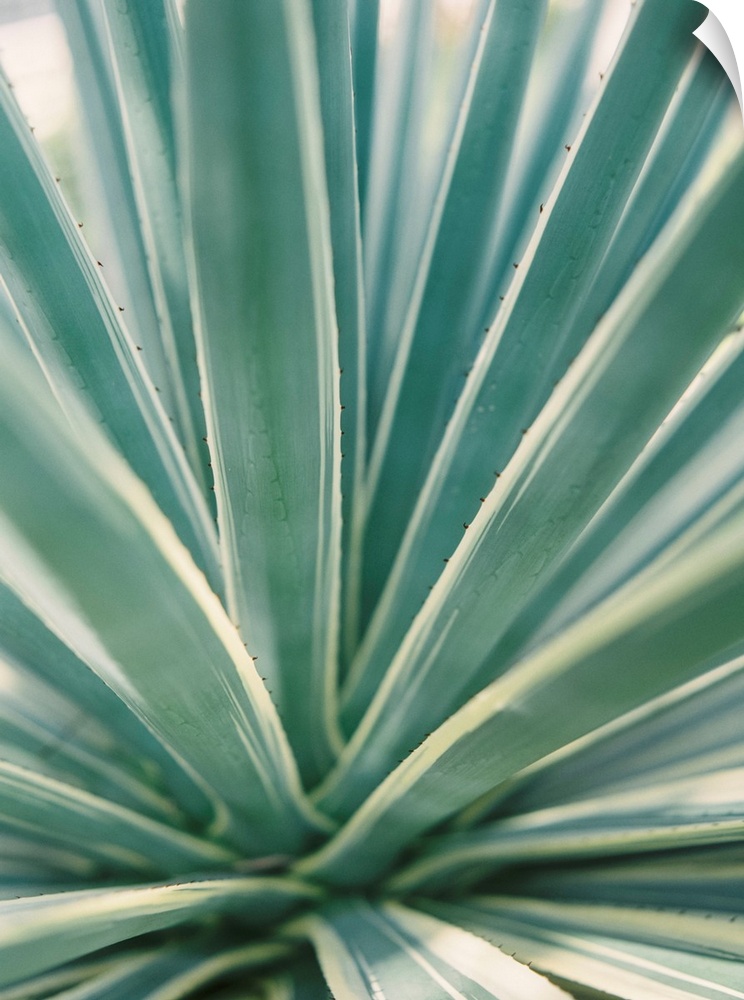 Close up photograph of tropical plant leaves, Mexico.
