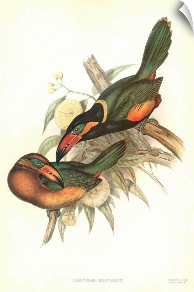 Tropical Toucans V