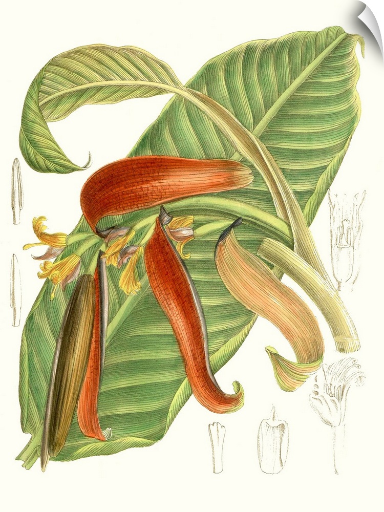Tropical Variety VIII