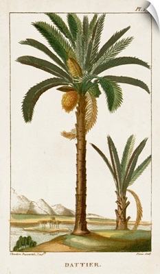 Turpin Exotic Palms IV