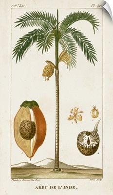 Turpin Exotic Palms V
