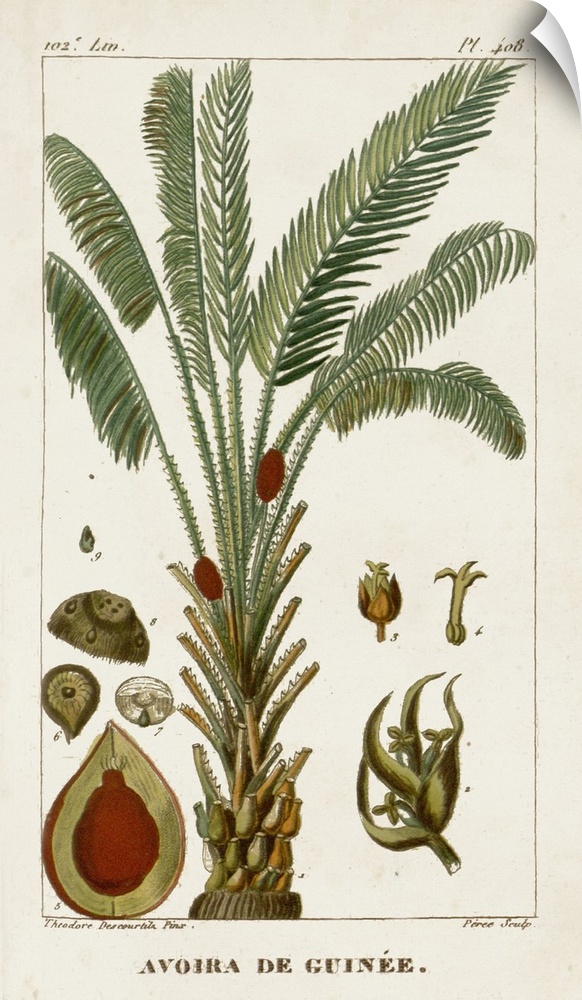 A decorative vintage illustration of an exotic palm tree.