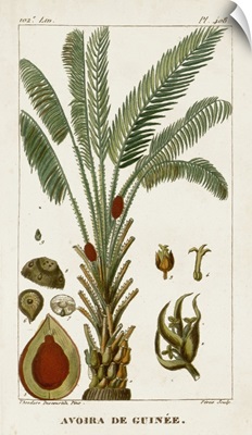 Turpin Exotic Palms VI