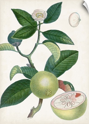 Turpin Tropical Fruit XI