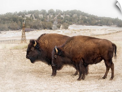 Twin Buffalo