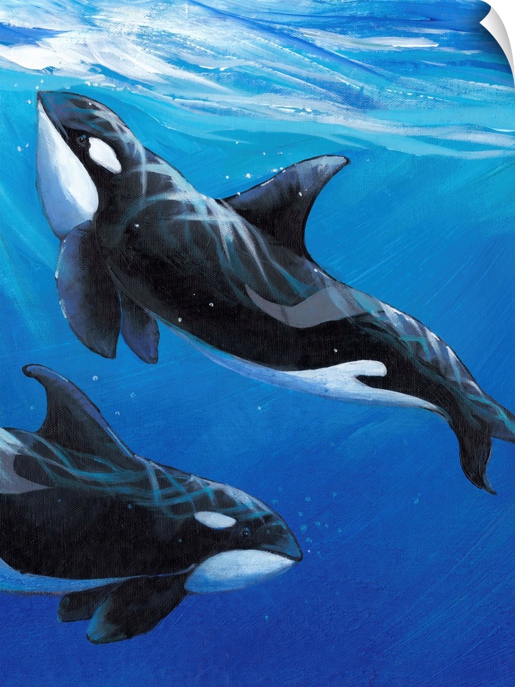 Contemporary painting of two orca whales swimming close to the surface of the ocean.