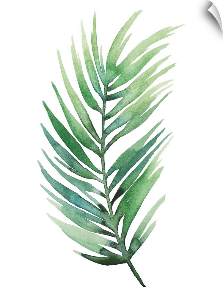 Watercolor artwork of a leafy green palm frond on white.