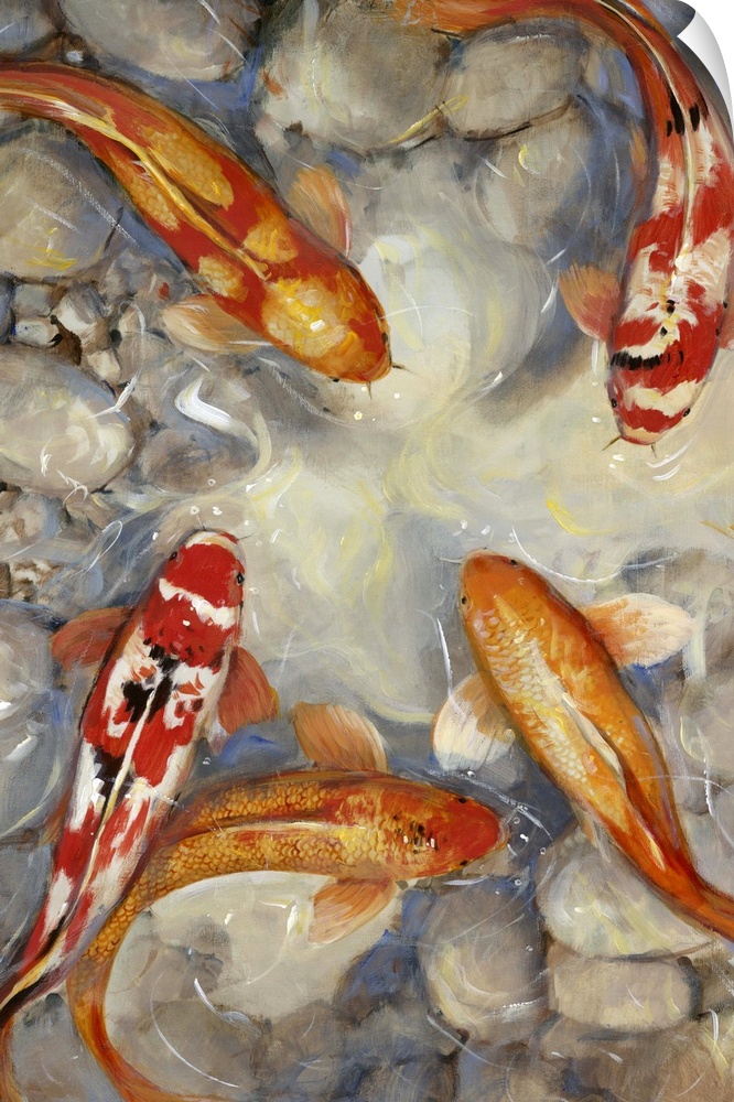 A group of bright red and orange fish swimming in a pond with a rocky floor.