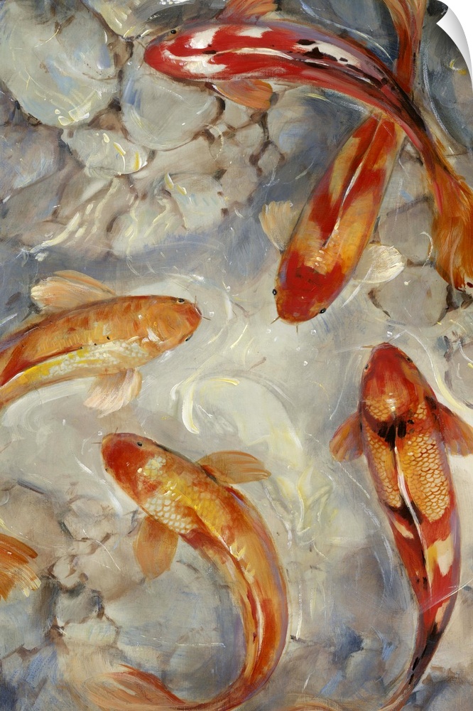A group of bright red and orange fish swimming in a pond with a rocky floor.
