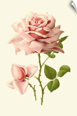 Victorian Rose I