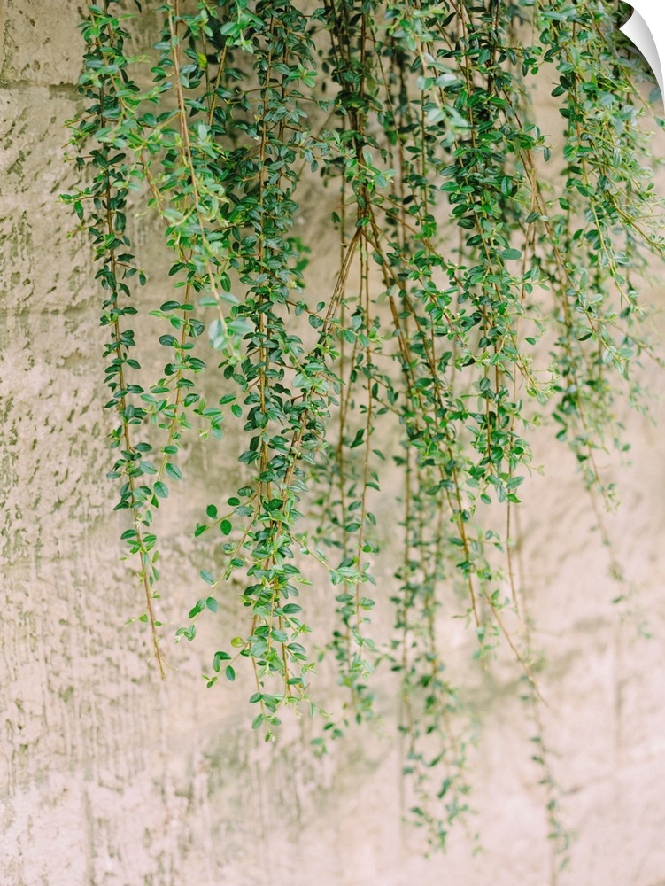 A photograph of green vines trailing against a pink stucco wall.