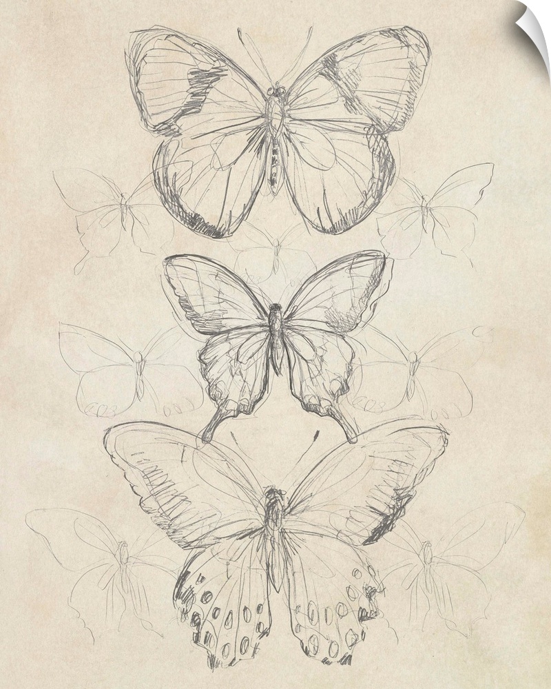 Vintage Butterfly Sketch I