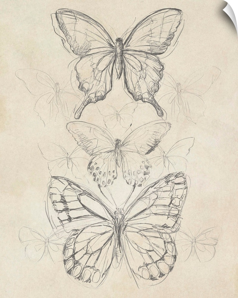 Vintage Butterfly Sketch II