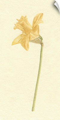 Vintage Daffodil I