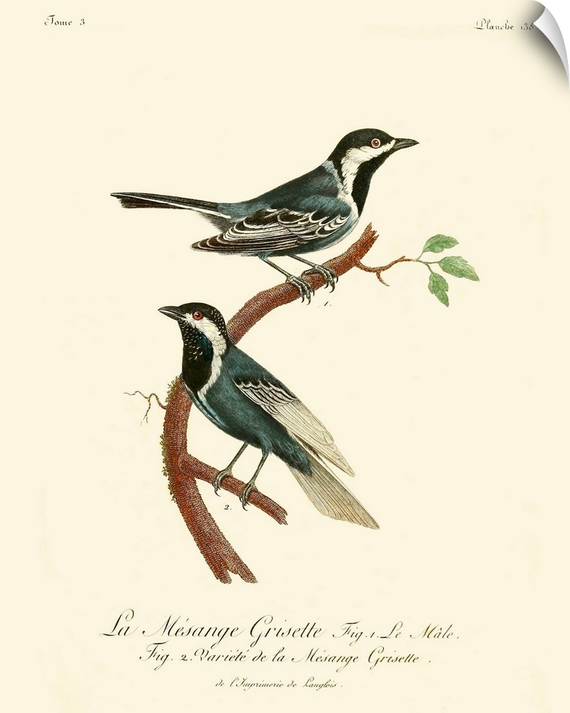 Vintage French Birds III