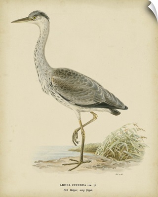 Vintage Heron II