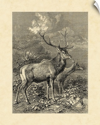 Vintage Roe Deer II