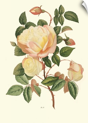 Vintage Roses IV
