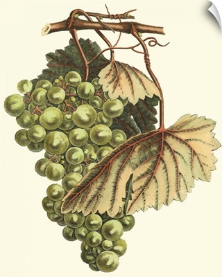 Vintner's Varieties I