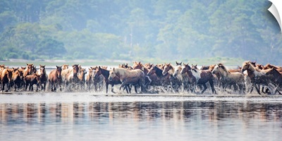 Water Horses II