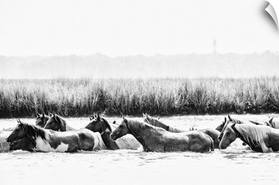 Water Horses III