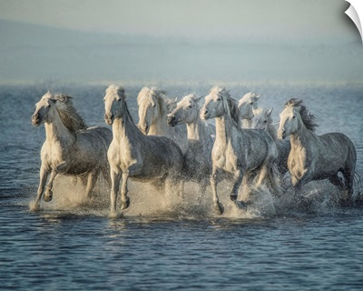 Water Horses VI