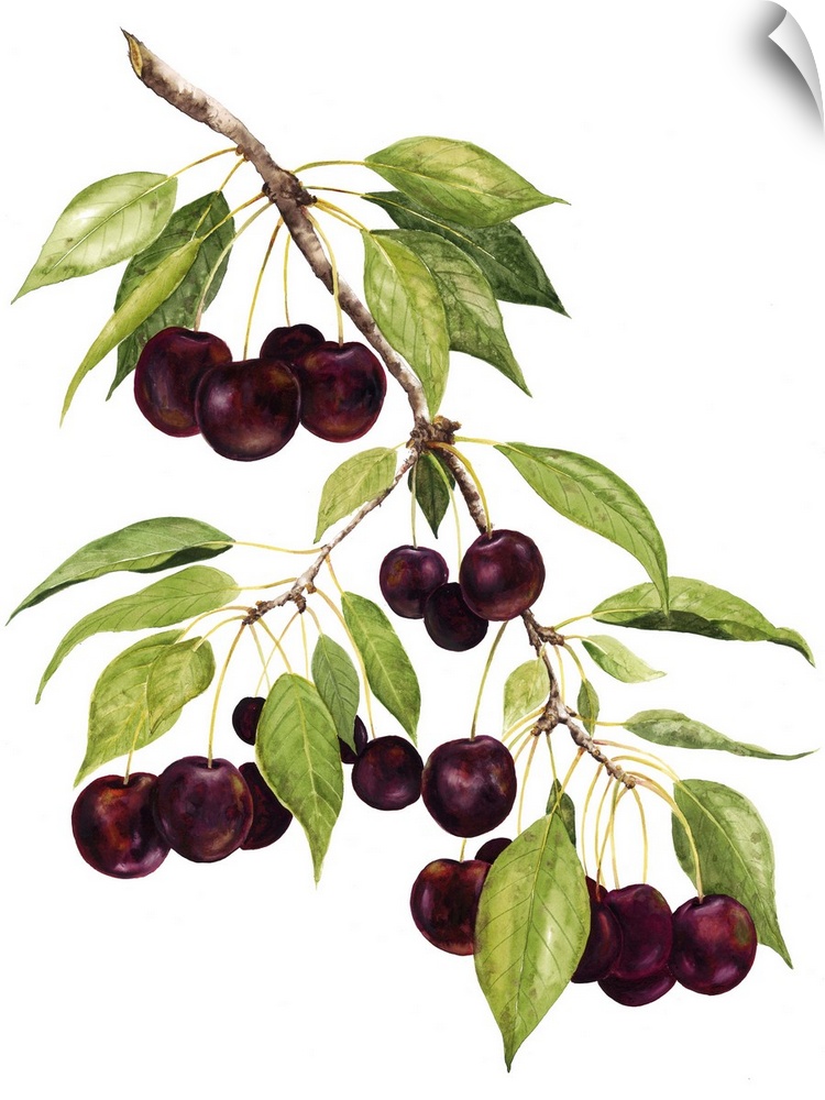 Watercolor painting of cherries against a white background.