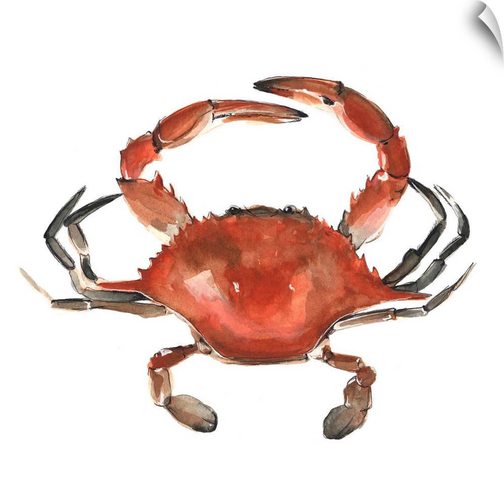 Square decorative watercolor of a red crab on a white background.