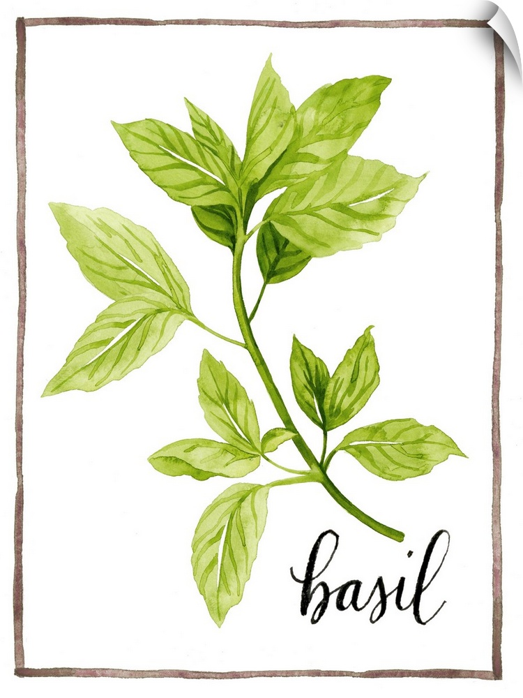 Watercolor painting of basil leaves on a white background with a brown boarder and the word "basil" written in black scrip...