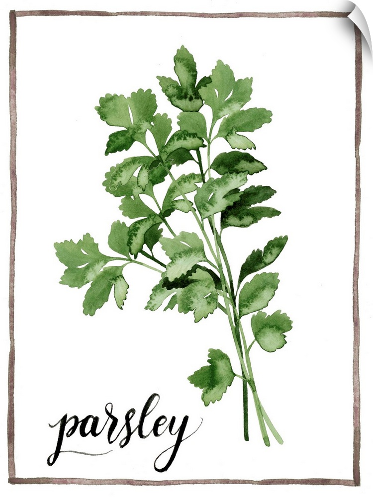 Watercolor painting of parsley leaves on a white background with a brown boarder and the word "parsley" written in black s...