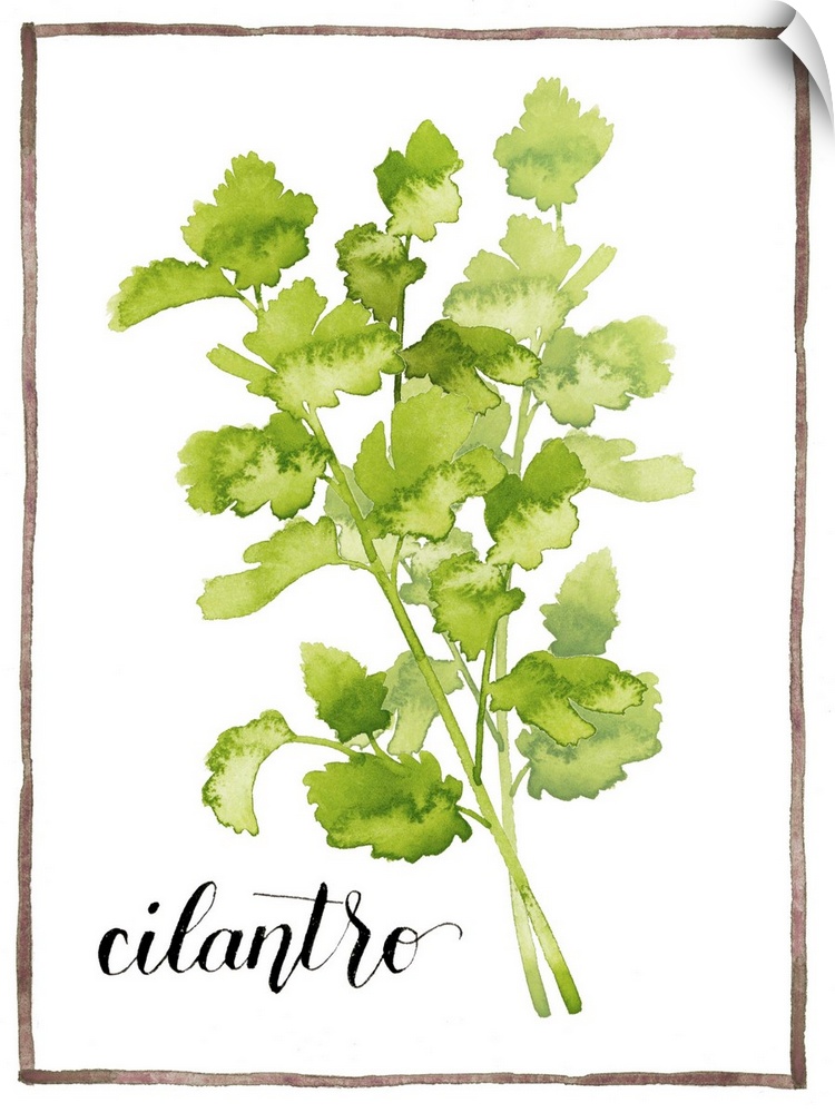 Watercolor painting of cilantro leaves on a white background with a brown boarder and the word "cilantro" written in black...