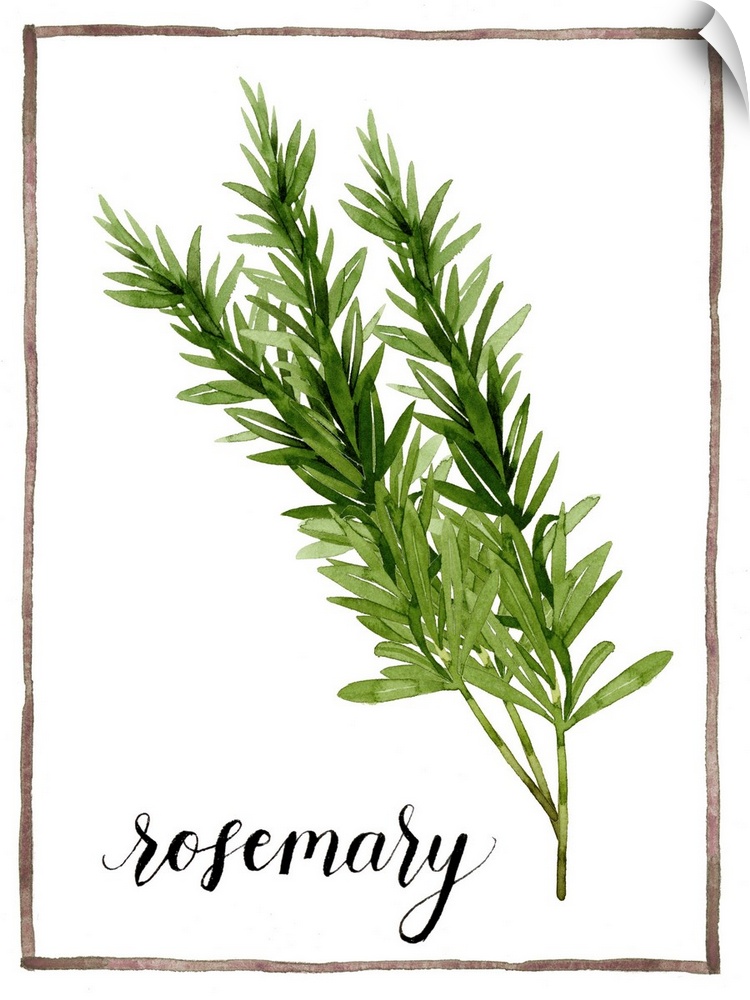 Watercolor painting with sprigs of rosemary on a white background with a brown boarder and the word "rosemary" written in ...