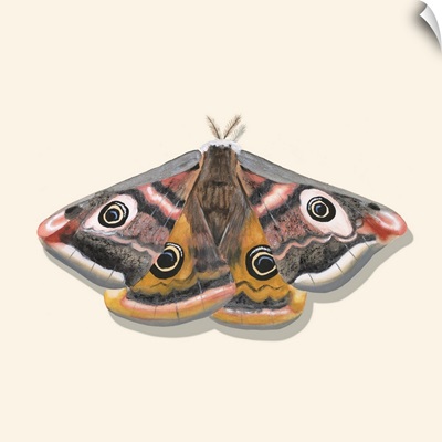 Watercolor Moths I