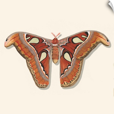 Watercolor Moths II