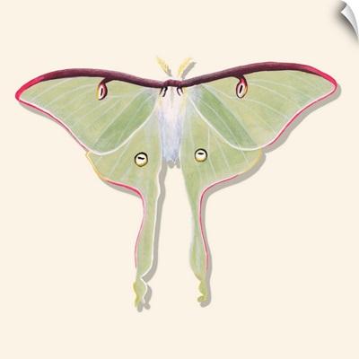 Watercolor Moths IV