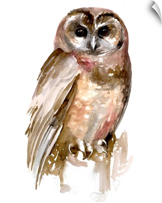 Watercolor Owl II