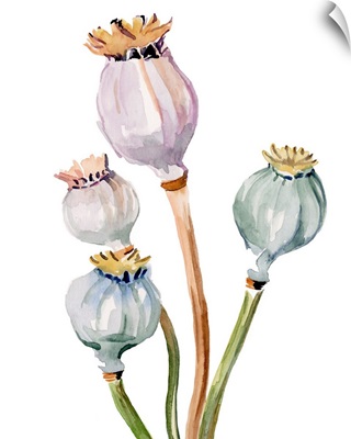 Watercolor Poppy Pods II