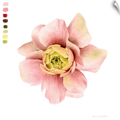 Watercolor Ranunculus Study I
