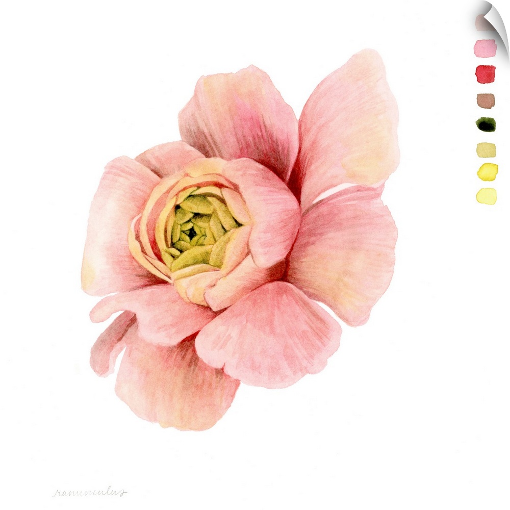 Watercolor Ranunculus Study II