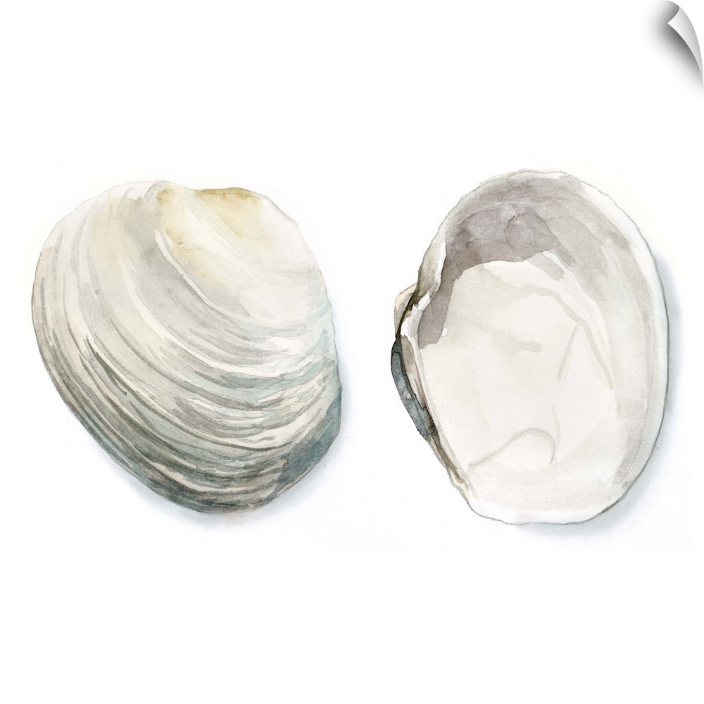 Watercolor painting of two seashells.