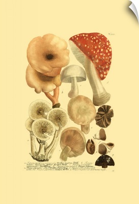 Weinmann Mushrooms I