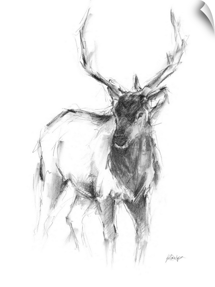Western Animal Sketch II