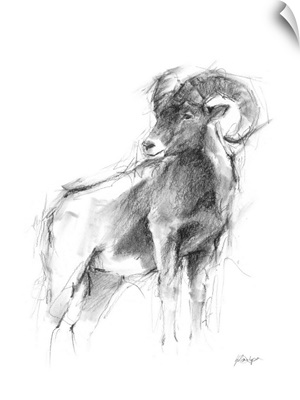 Western Animal Sketch III