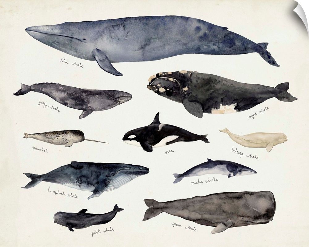 Whale Chart III
