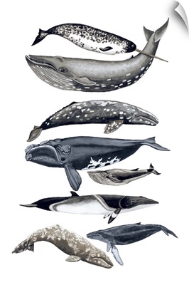 Whale Display II