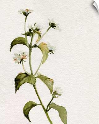 White Antique Wildflower I