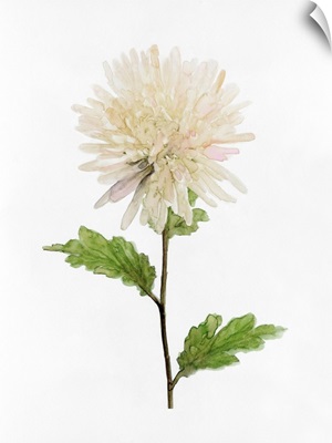 White Blossom IV