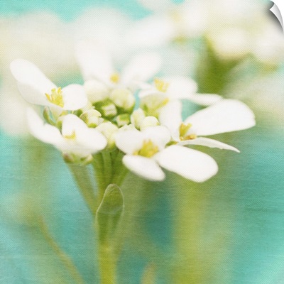 White Flowers I